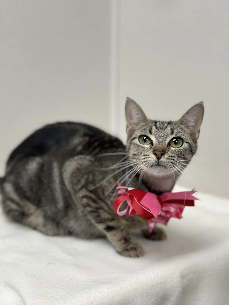 An adult small-sized female Tabby (Gray / Blue / Silver) Tabby cat named Baby for adoption in Mesquite, TX