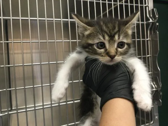 A baby small-sized female Domestic Short Hair cat named Spencer for adoption in Thousand Palms, CA