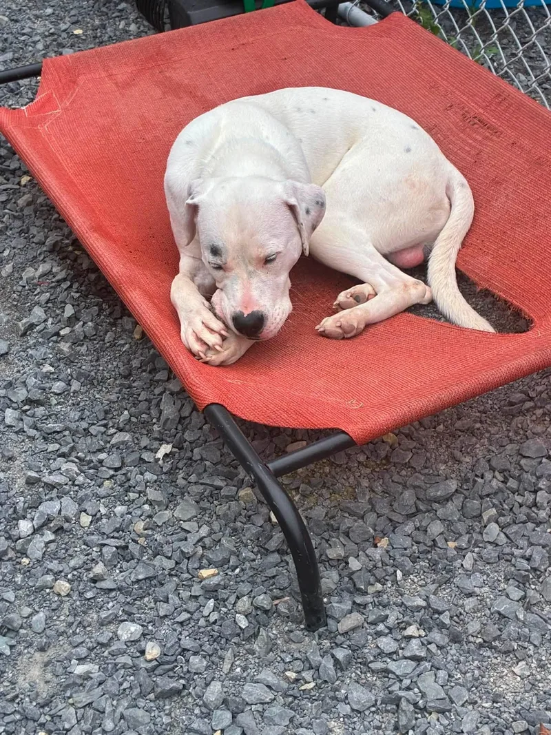 An adult medium-sized male Boxer dog named Ranger for adoption in Hinton, WV