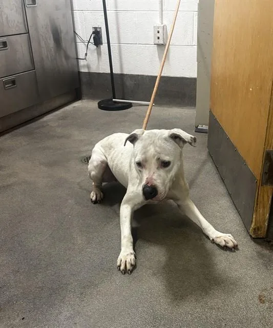A young large-sized female Pit Bull Terrier dog named Penny for adoption in Upper Marlboro, MD