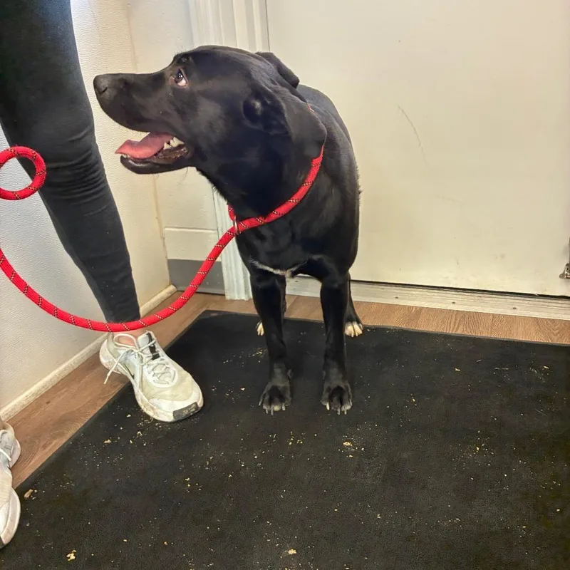 A young medium-sized male Black German Shepherd Dog dog named Rango for adoption in Morganfield, KY