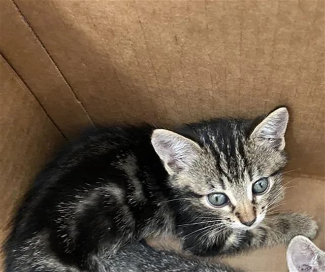 A baby medium-sized male Domestic Short Hair cat named Rum for adoption in Dallas, TX