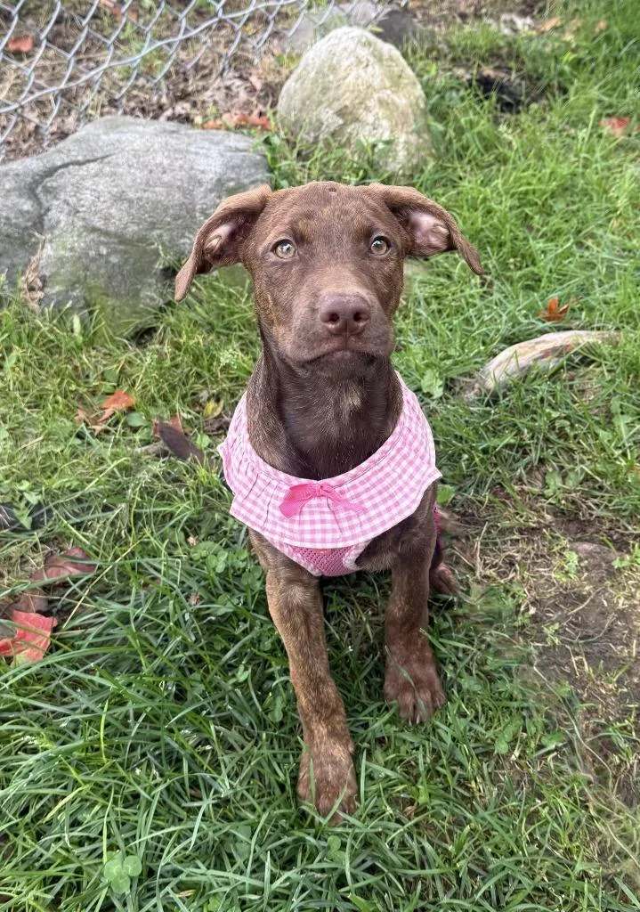 A baby medium-sized female Terrier dog named Gravy for adoption in Pomona, NY