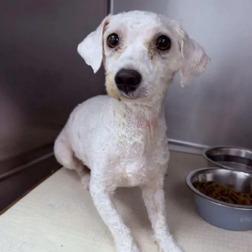 A young small-sized female Miniature Poodle dog named Eva for adoption in Verona, NJ