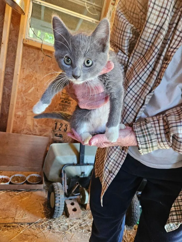 A baby small-sized female Gray & White Domestic Short Hair cat named Qt for adoption in Salisbury, NC