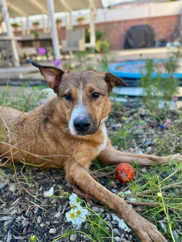 An adult medium-sized male Red / Chestnut / Orange Mixed Breed dog named Floyd for adoption in Manhattan Beach, CA