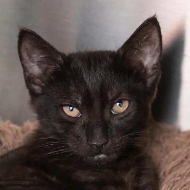 A baby small-sized male Black Domestic Short Hair cat named Narragansett for adoption in Middletown, RI