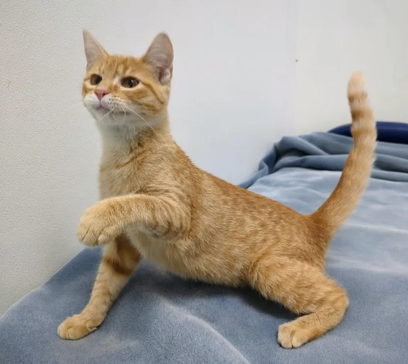 A baby large-sized female Tabby (Orange / Red) Domestic Short Hair cat named Moana for adoption in Springfield, IL