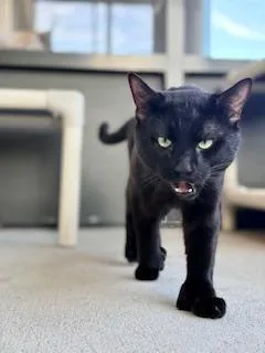 An adult medium-sized male Black Domestic Short Hair cat named Shadow for adoption in Winter Haven, FL