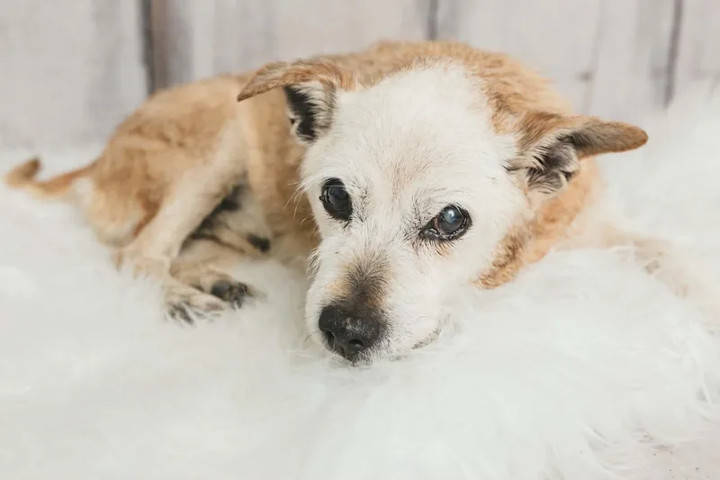 A senior small-sized male Apricot / Beige Jack Russell Terrier dog named Rufus for adoption in Greensburg, PA
