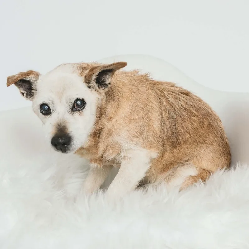 Rufus thumbnail 2