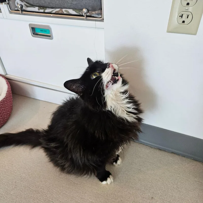A senior extra large-sized female Black Domestic Medium Hair cat named Babs for adoption in Warwick, RI