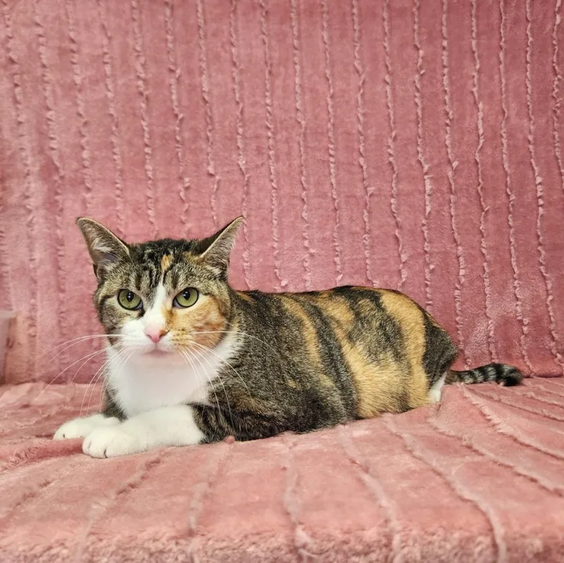 An adult medium-sized female Calico Domestic Short Hair cat named Mucku for adoption in Benld, IL