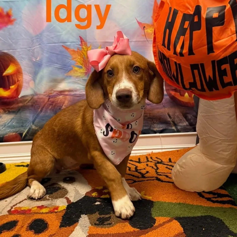 A young medium-sized female Brown / Chocolate Basset Hound dog named Idgie CS for adoption in Columbia, MD