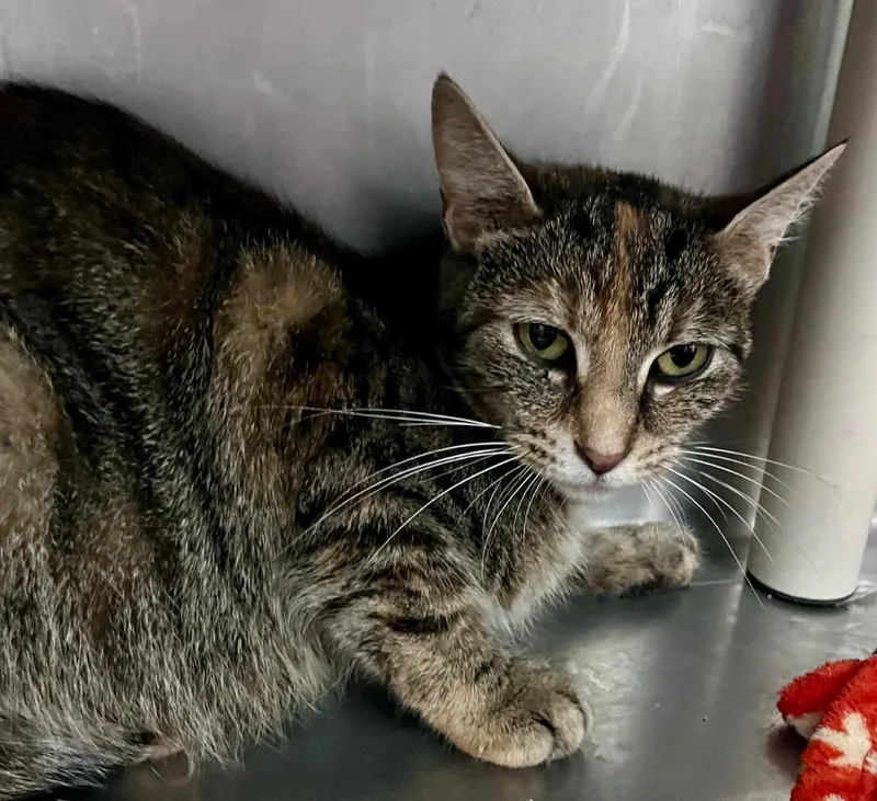 An adult medium-sized female Domestic Short Hair cat named A.m. Bernard for adoption in Cincinnati, OH