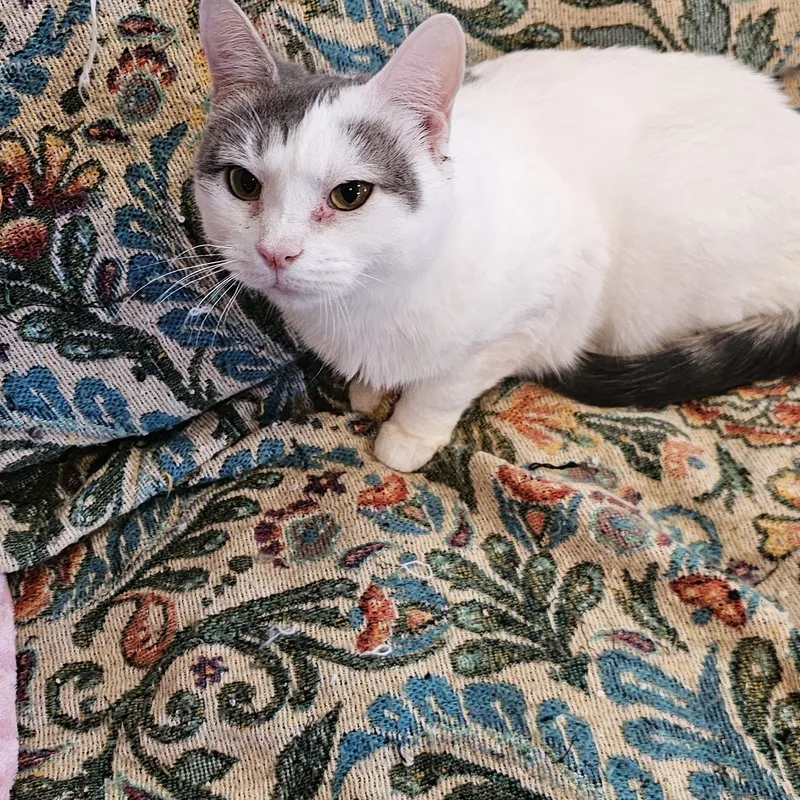 Sunflower thumbnail 2