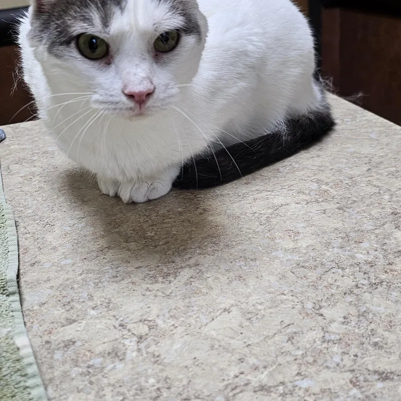 Sunflower thumbnail 3