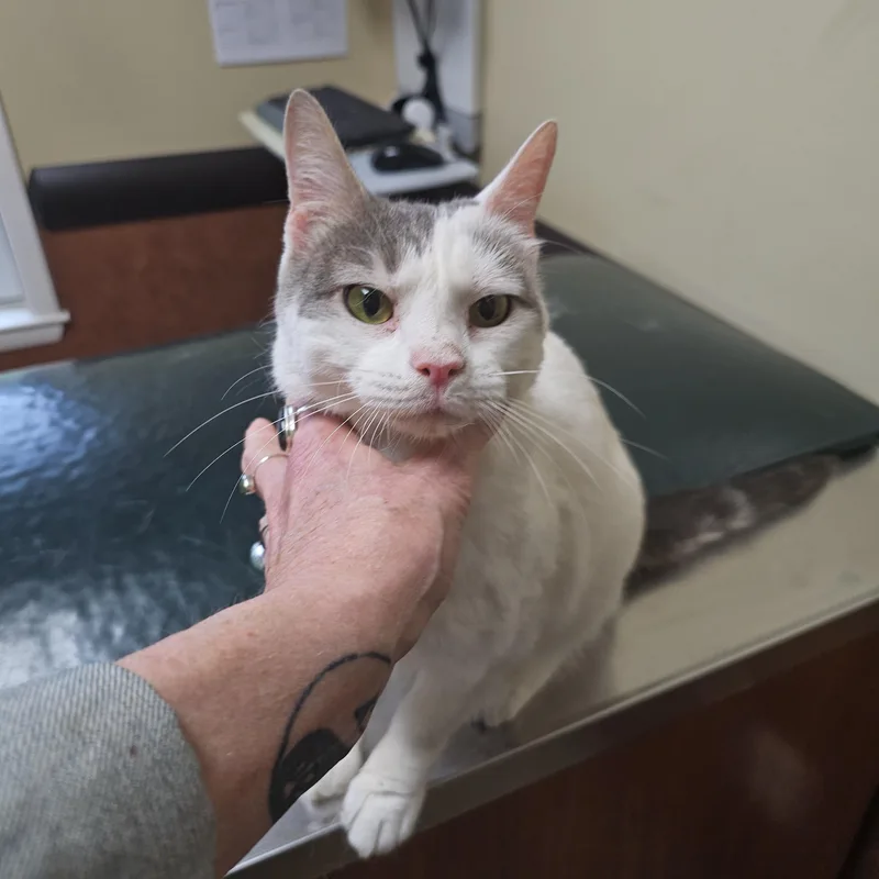 Sunflower thumbnail 4