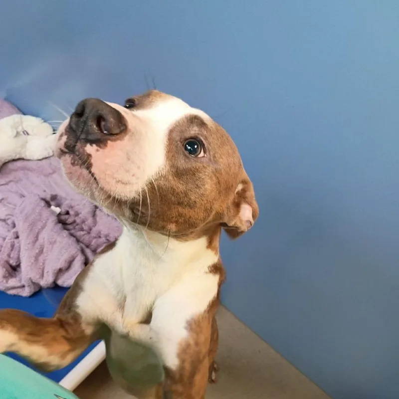 An adult medium-sized male Pit Bull Terrier dog named Future for adoption in Lynchburg, VA