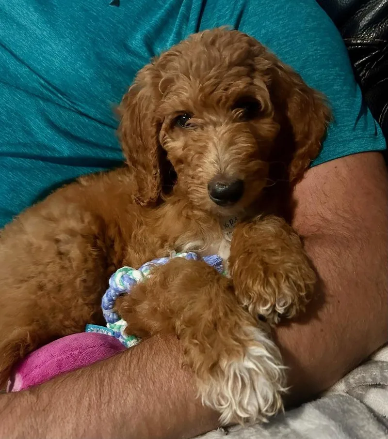 An adult medium-sized female Poodle dog named Ruby for adoption in Amherst, NY