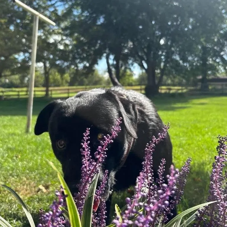 A senior large-sized male Black Rottweiler dog named Onyx for adoption in Frederick, MD