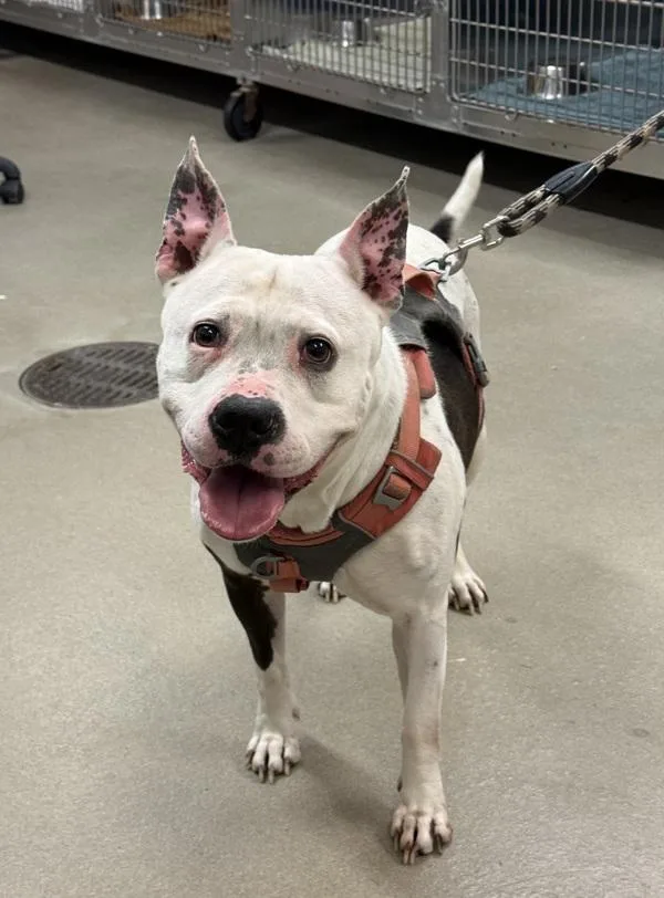 An adult medium-sized female Pit Bull Terrier dog named Ra Ra for adoption in Millersville, MD