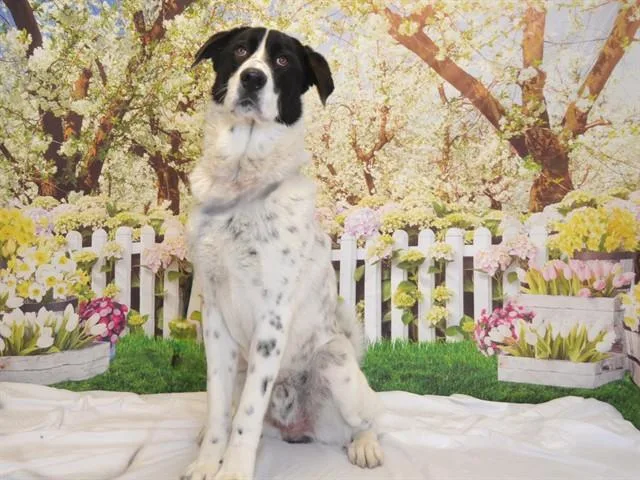 A young large-sized male Anatolian Shepherd dog named Waylon for adoption in Oroville, CA