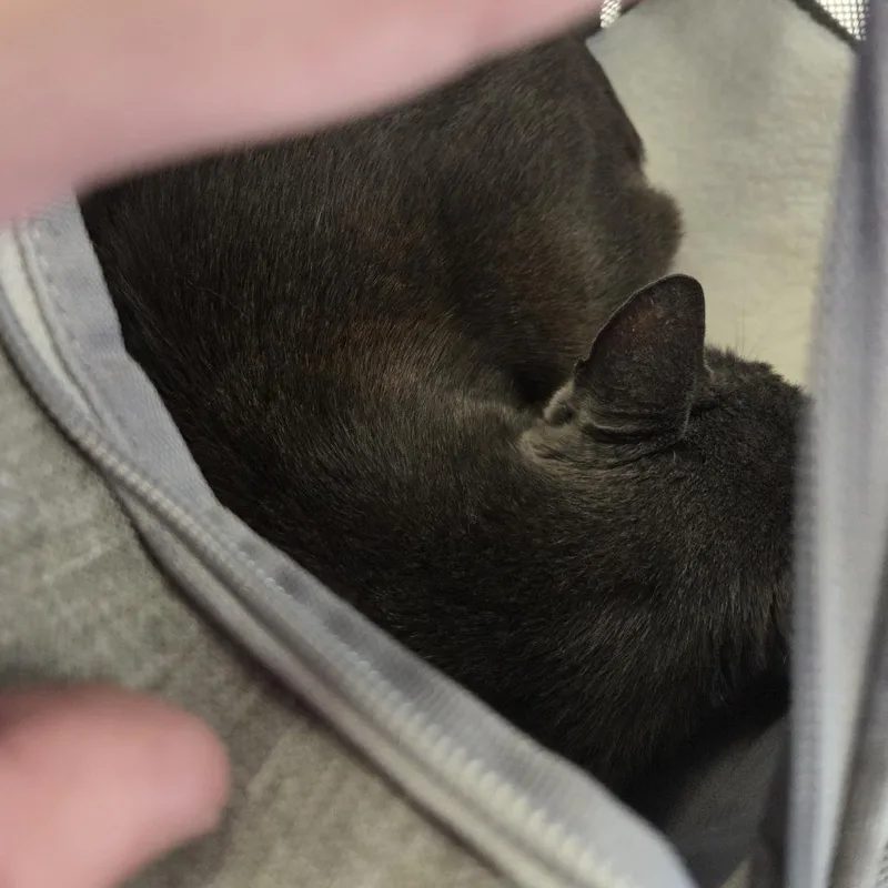 An adult medium-sized male Gray / Blue / Silver Domestic Short Hair cat named Boots for adoption in West Palm Beach, FL