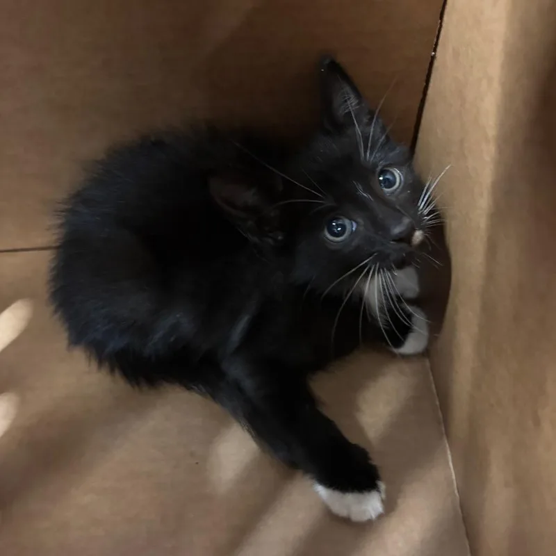 A baby small-sized male Black Domestic Short Hair cat named Ringo for adoption in Tampa, FL