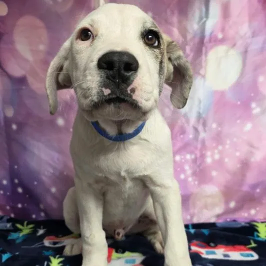 A baby small-sized male White / Cream Pit Bull Terrier dog named Sully for adoption in Fort Collins, CO
