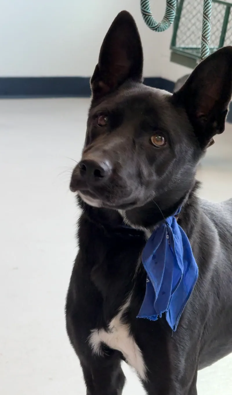 A young medium-sized female Black Labrador Retriever dog named Shadow for adoption in Yonkers, NY