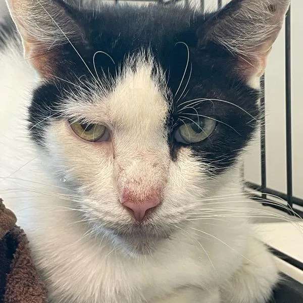 A senior small-sized female Domestic Short Hair cat named Emily for adoption in Des Moines, IA