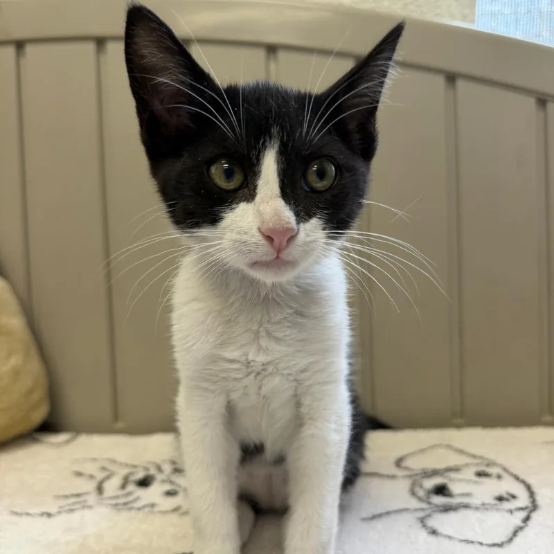 A baby small-sized female Black Domestic Short Hair cat named Dominque for adoption in Hawthorne, CA