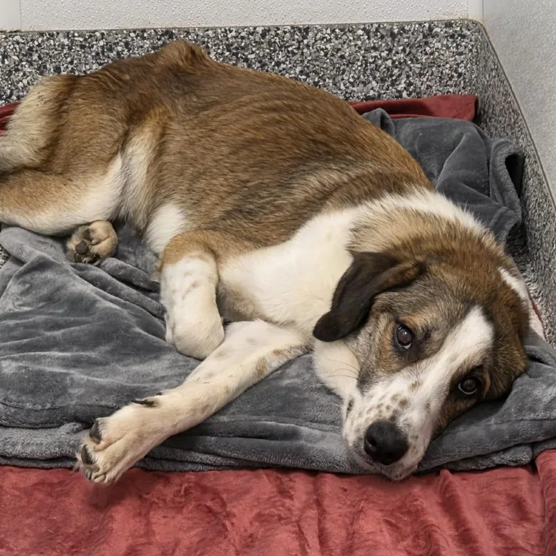 An adult medium-sized male Sable Border Collie dog named Boomer for adoption in Kingman, KS