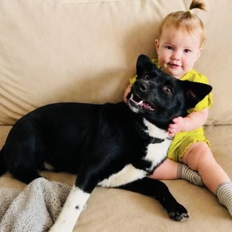 A young medium-sized male Black Border Collie dog named Howie for adoption in Georgetown, TX