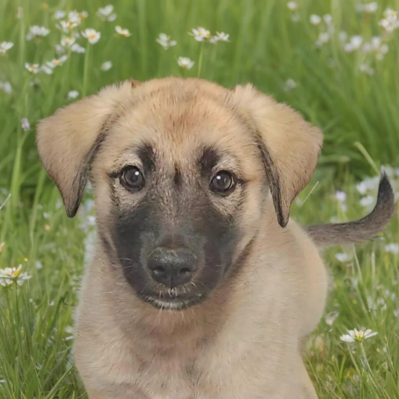 A baby large-sized female Sable Anatolian Shepherd dog named Twyla for adoption in Lincolnshire, IL