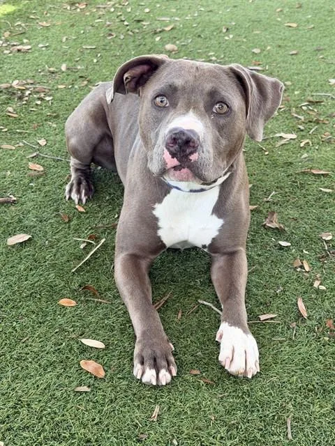 Stella