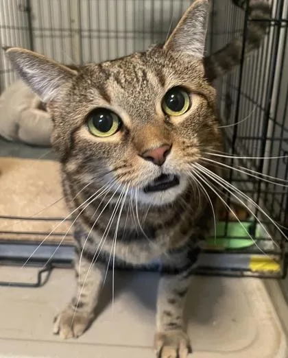 A senior small-sized male Domestic Short Hair cat named Rascal for adoption in Bloomsburg, PA