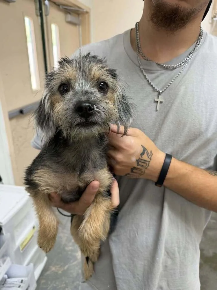 A baby small-sized female Yorkshire Terrier dog named Seance for adoption in Pottstown, PA