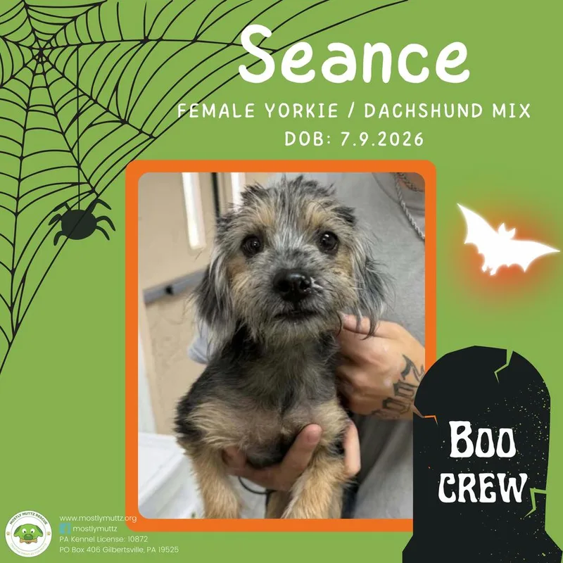 Seance thumbnail 2
