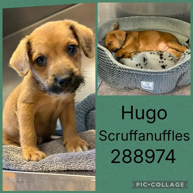 A baby small-sized male Mixed Breed dog named Hugo Scruffanuffles for adoption in Macon, GA