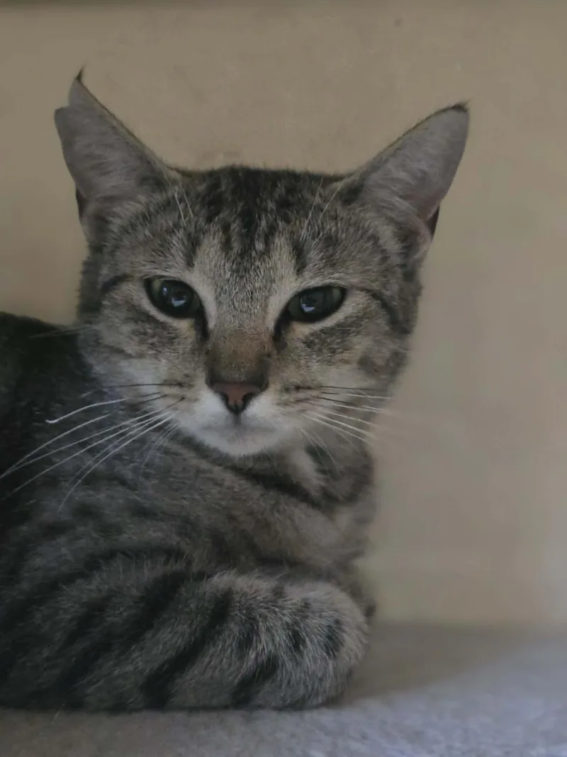 A young small-sized female Tabby (Gray / Blue / Silver) Domestic Short Hair cat named Taki for adoption in Conway, SC