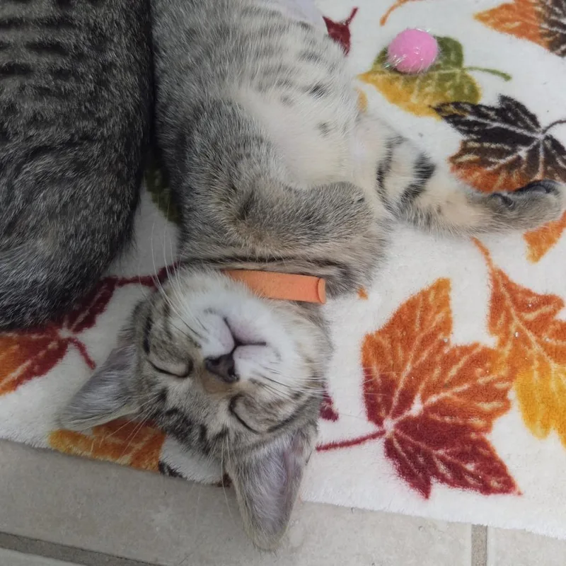 A young medium-sized female Tabby (Brown / Chocolate) Domestic Short Hair cat named Buckle for adoption in Evanston, IL