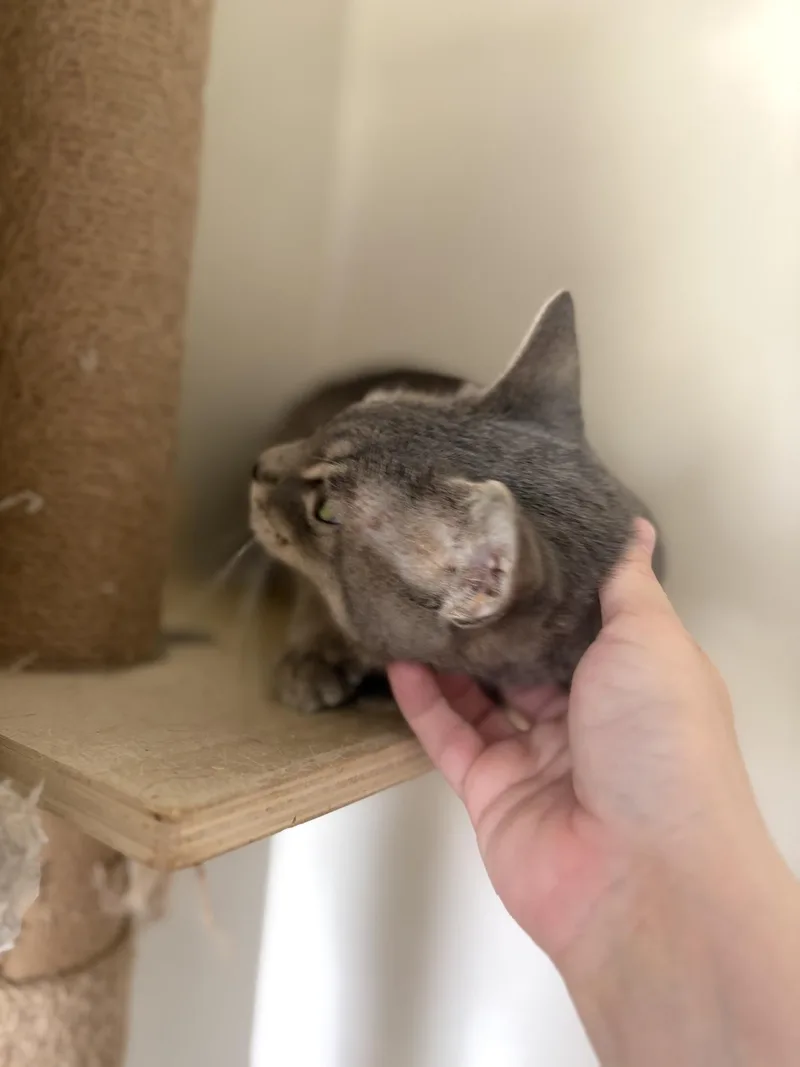 A young medium-sized female Tabby (Gray / Blue / Silver) Domestic Short Hair cat named Stardust for adoption in Greensburg, PA
