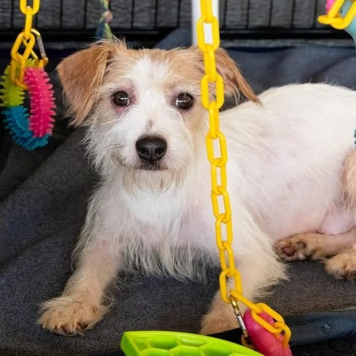 An adult small-sized female Terrier dog named Jane for adoption in Ellijay, GA