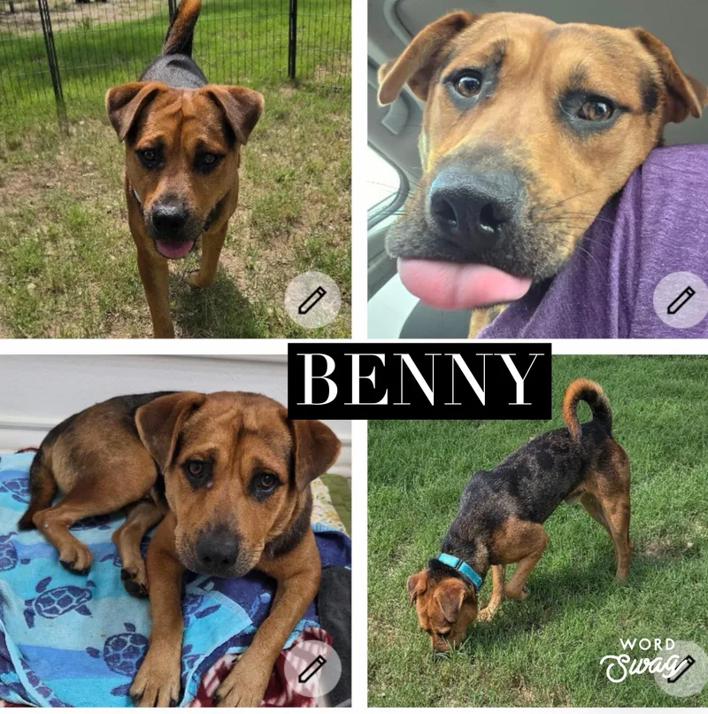 An adult medium-sized male Black Mouth Cur dog named Benny for adoption in canyon lake, TX