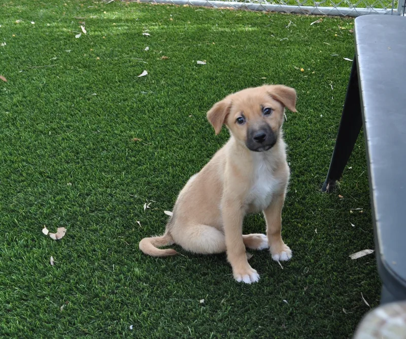 A baby medium-sized female Cattle Dog dog named Clementine for adoption in Apache Junction, AZ