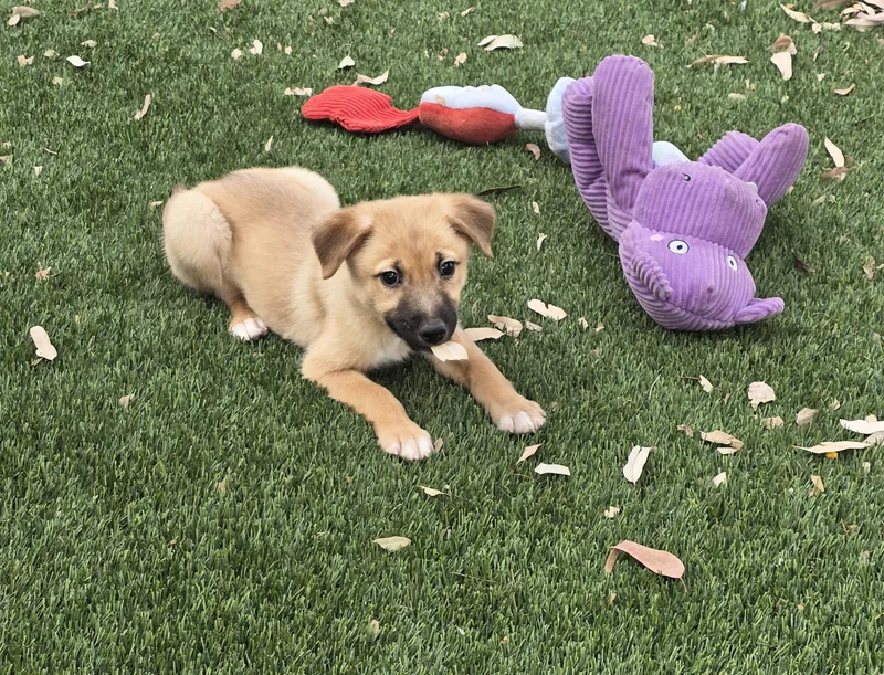 Clementine thumbnail 3