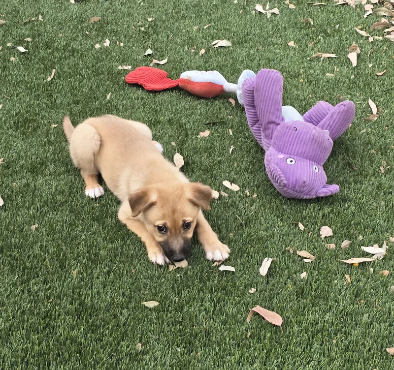 Clementine thumbnail 4