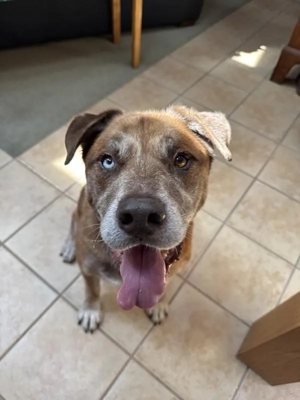 An adult extra large-sized male Labrador Retriever dog named Lionel for adoption in San Diego, CA